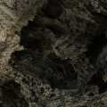 hive